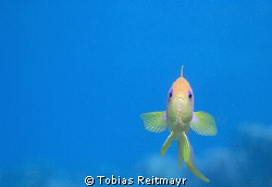Curious Anthias, Abu Ramada, Hurghada. Canon EOS 350d, 18... by Tobias Reitmayr 